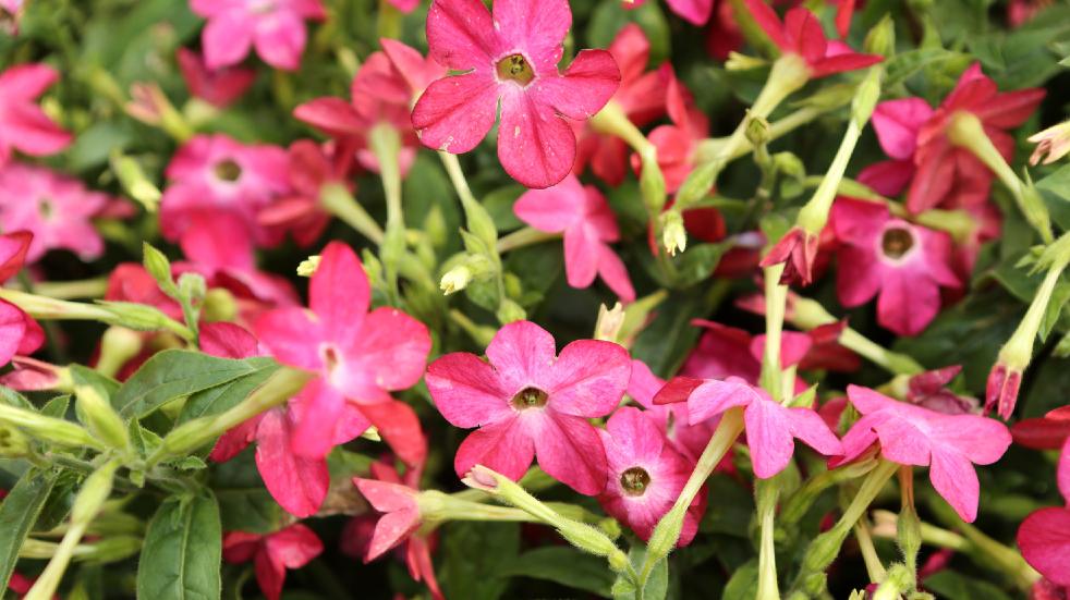 Get your garden ready for the summer Nicotianas